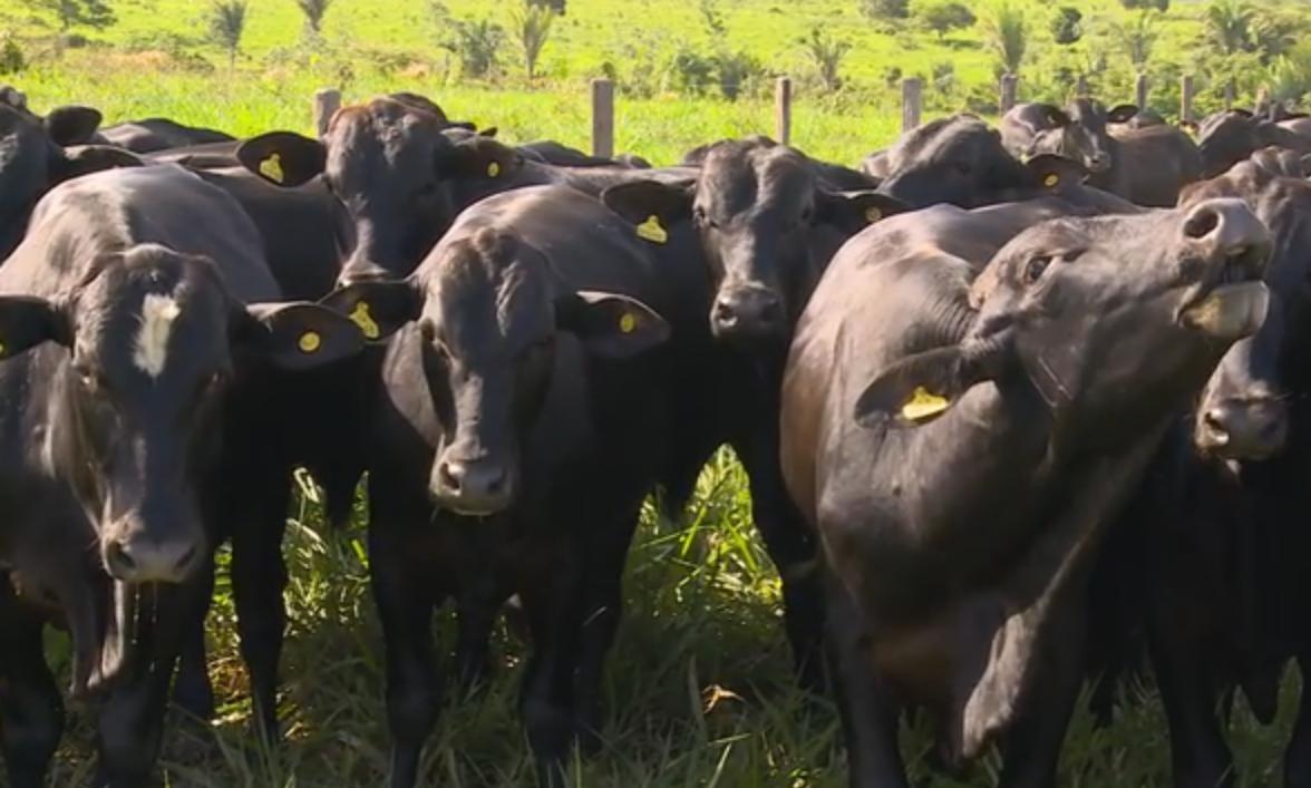 Fazenda Alvorada - parte 1