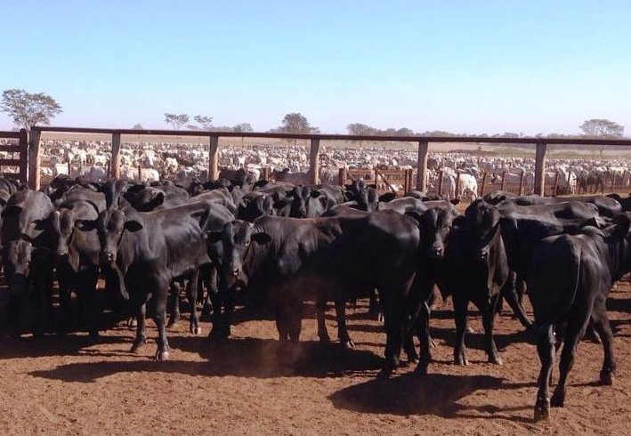 Confinamento mineiro abate animais F1 aos 18 meses com 21 @