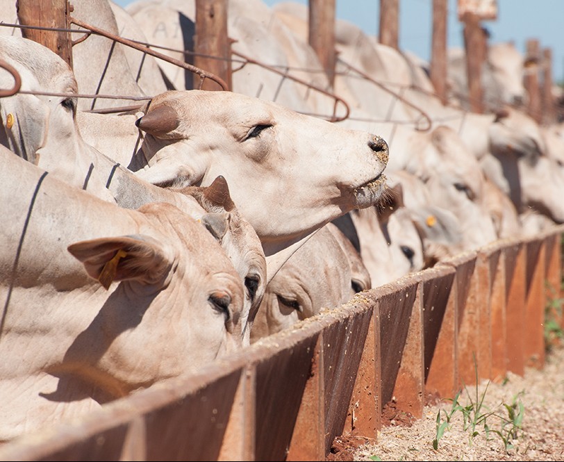 Recria e confinamento ajudam fazenda a lucrar mais