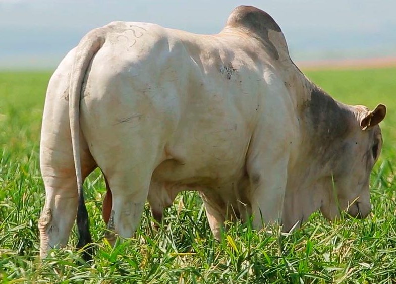 Pecuarista está lucrando mais que agricultor, afirma especialista