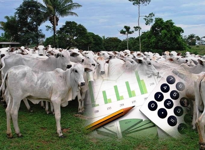 quatro indicadores 70% resultado fazenda de gado
