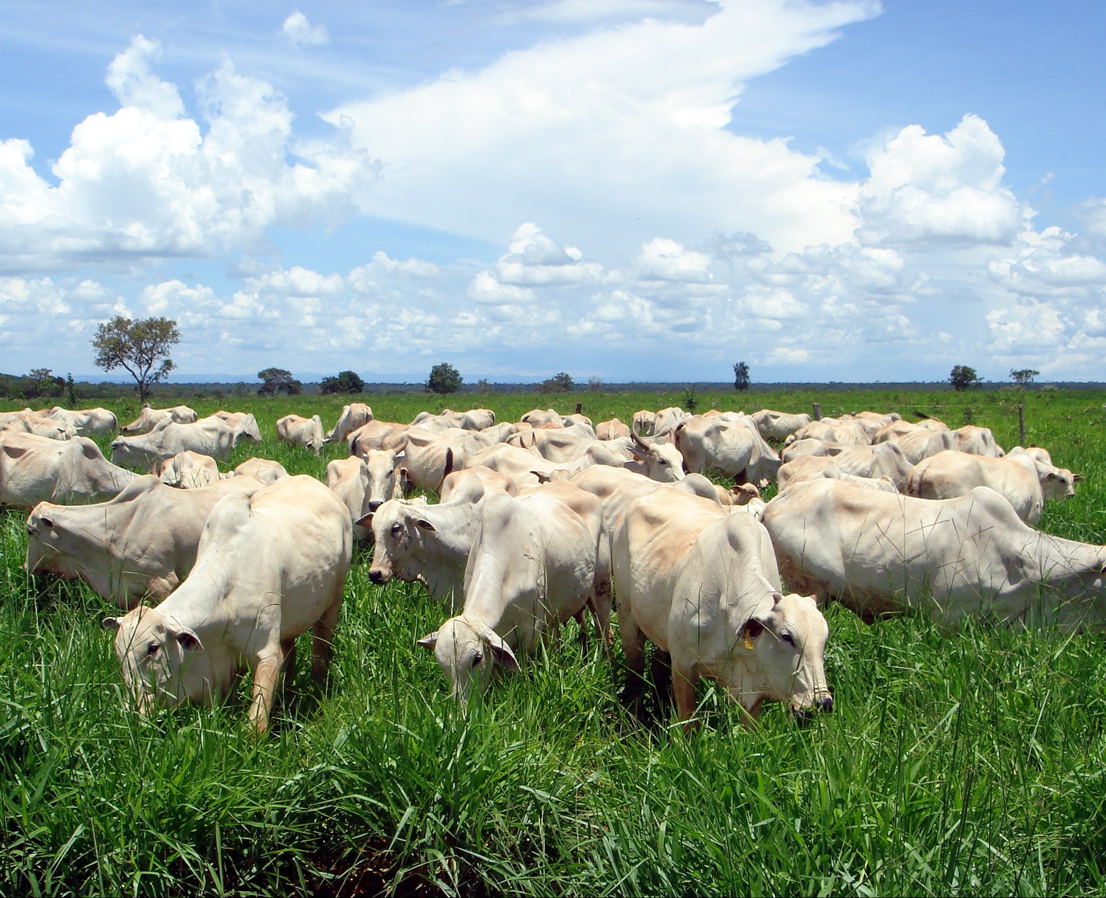 O que você precisa saber da sua fazenda para fazer um bom planejamento forrageiro? Parte 2