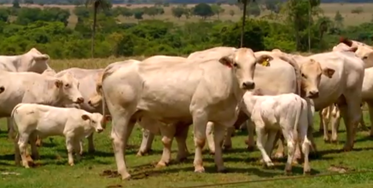 Fazenda obtém bons resultados no cruzamento com o Canchim