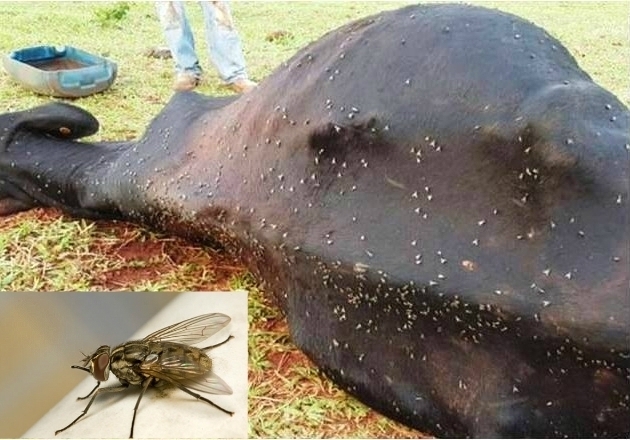 moscas dos estábulos como controlar