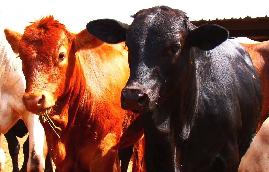 Veja como uma boa gestão pode impactar no lucro da sua fazenda Veja como uma boa gestão pode impactar no lucro da sua fazenda