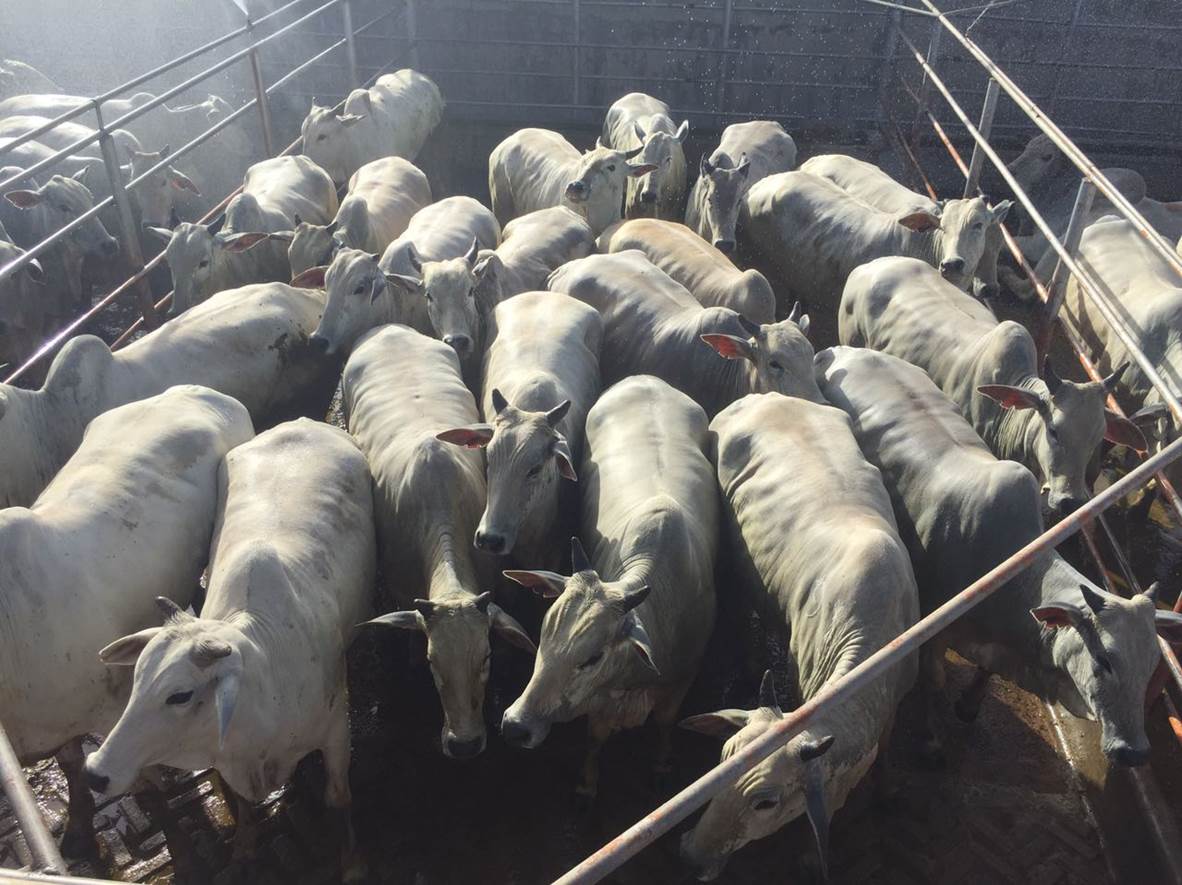 Confira o melhor lote da semana Confira o melhor lote da semana