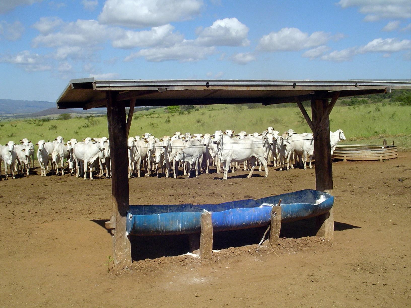 Consumo de sal supre deficiências da alimentação do gado. Foto: Divulgação