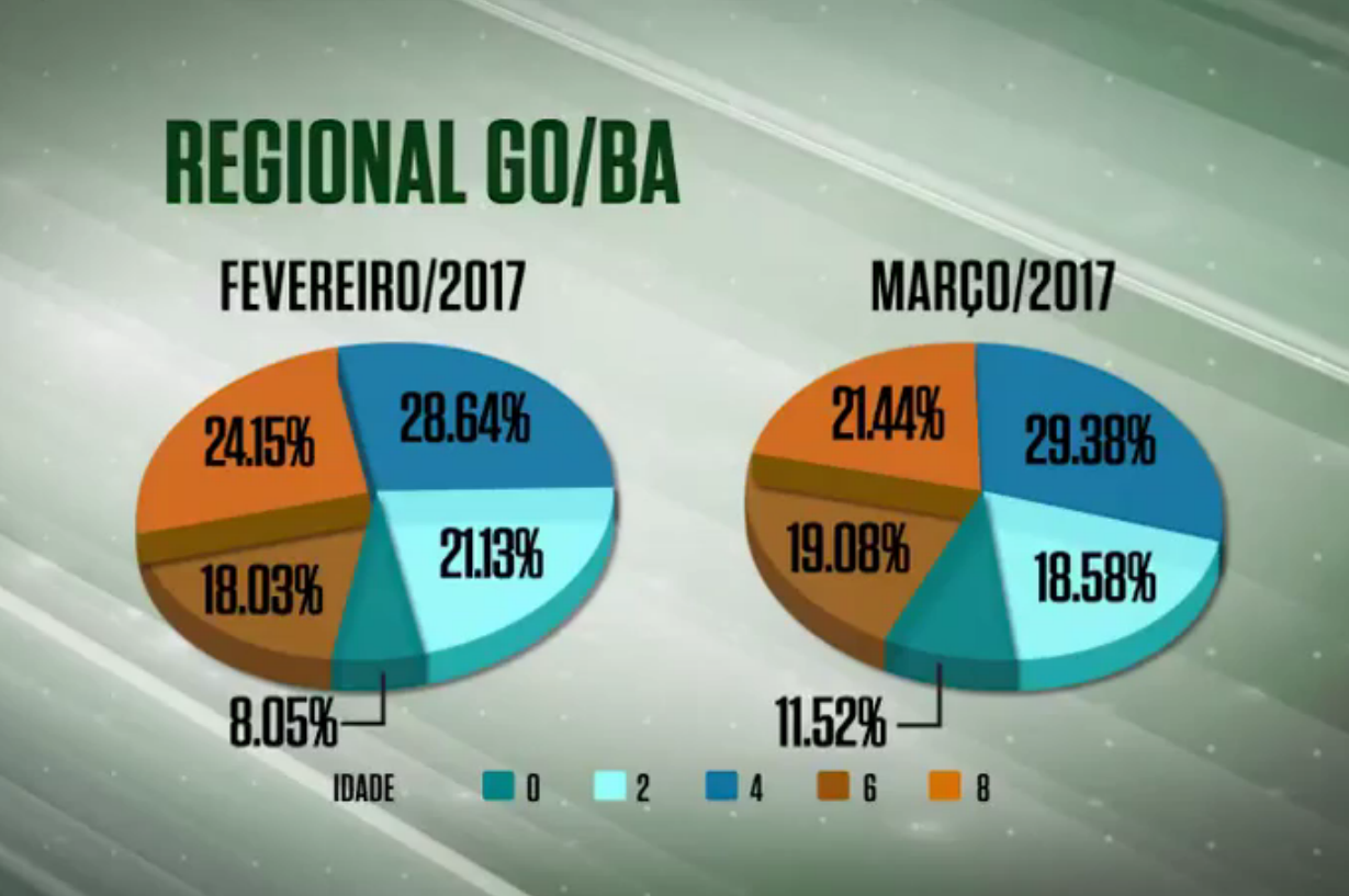 Qualidade no abate é resultado de melhor acabamento
