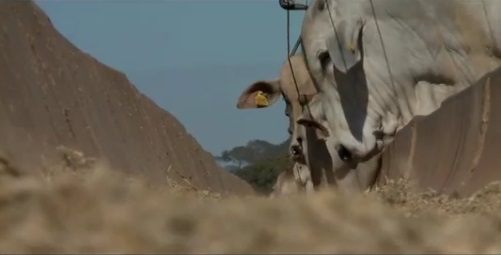 Estudo reúne práticas mais modernas de manejo nutricional em confinamento Estudo reúne práticas mais modernas de manejo nutricional em confinamento