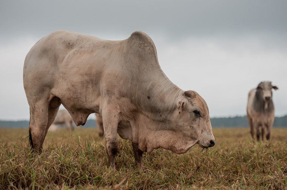 Brasil perde 30 milhões de hectares para invasoras na última década