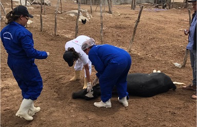 Botulismo bovino: saiba o que é e como prevenir