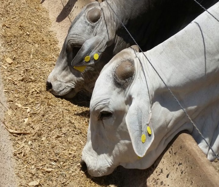 Pesquisa atesta que animal bem adaptado ao confinamento ganha mais peso e tem maior rendimento de carcaça