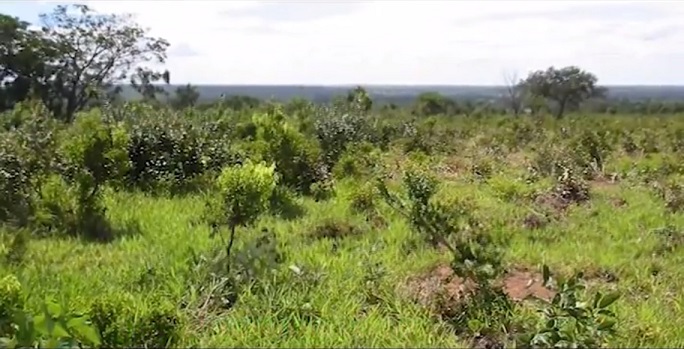 Degradação do pasto custou mais de R$ 15 por arroba para o pecuarista em 2018