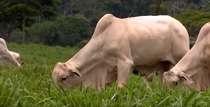 Seleção genética e nutrição aumentam produtividade de pecuaristas do Norte