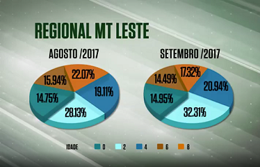 Abate de animais jovens sobe 6,2% no leste do MT