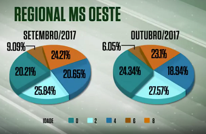Cresce 4,15% volume de gado abatido dentro da idade ideal no oeste do MS em outubro