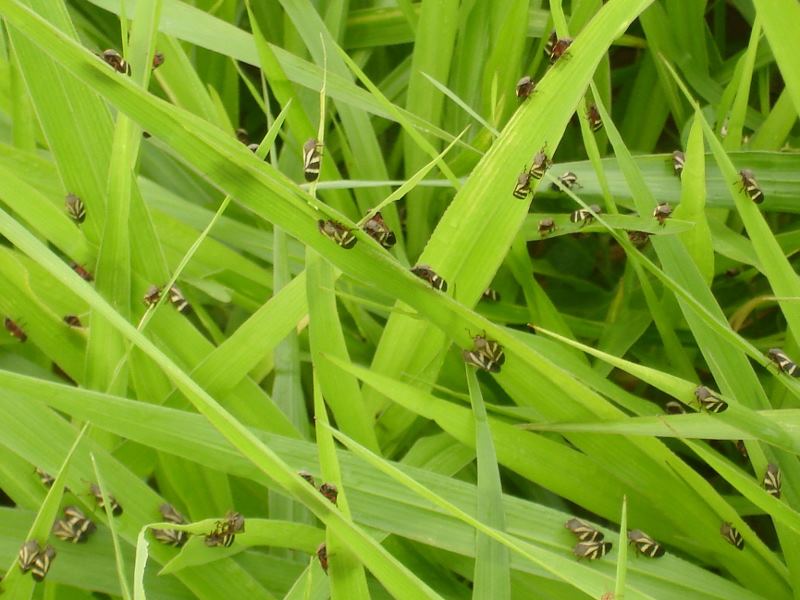 Cigarrinha e lagarta na pastagem: como controlar de vez as altas infestações?