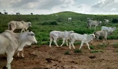 Pecuaristas do MA lançam mão da IATF para aproveitar escore ideal das vacas em regiões com chuvas irregulares