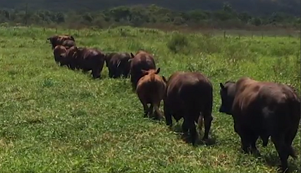 Conheça a fazenda do Nordeste que seleciona a raça Santa Gertrudis há 40 anos