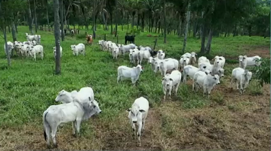 Semiconfinamento nas águas em Goiás eleva lotação média de fazendas para 6 UA/ha