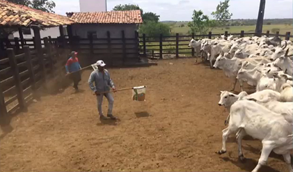 Sanidade faz a diferença para aumento da produção pecuária em Sergipe