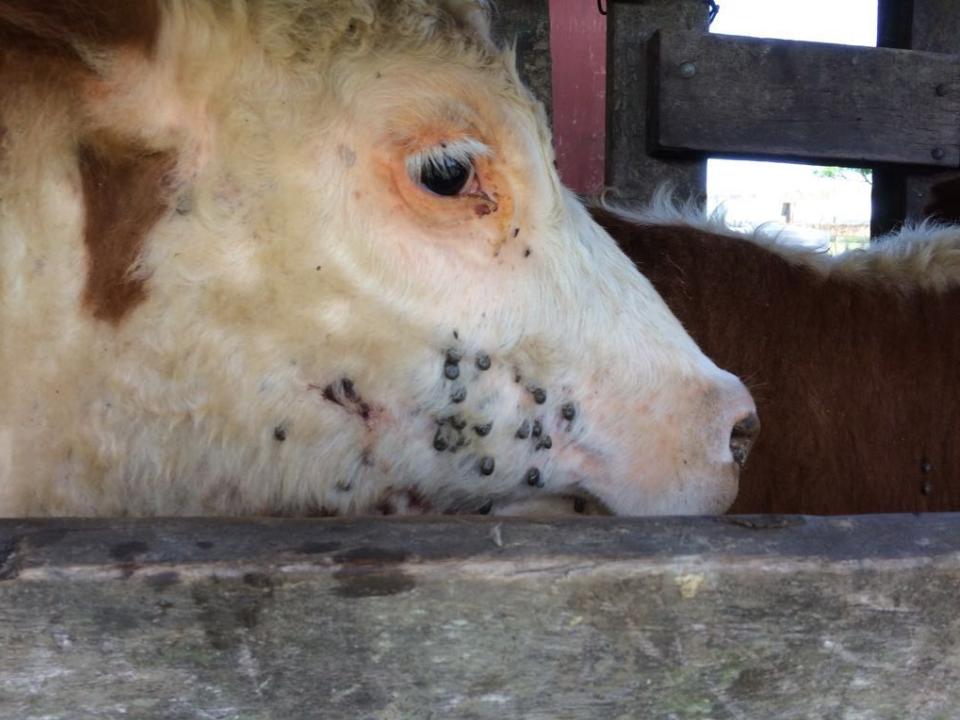 Animais livres de carrapatos ganham até 40 kg a mais de peso