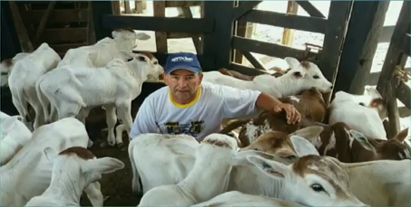 Fazenda no MA investe em genética e nutrição para terminar animais com até 24 meses Fazenda no MA investe em genética e nutrição para terminar animais com até 24 meses