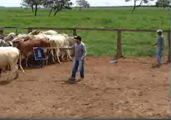 Boi que não estressa responde melhor ao protocolo sanitário