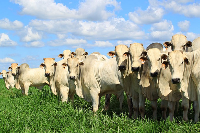 Produção agropecuária em toneladas por hectare dobrou nos últimos 15 anos