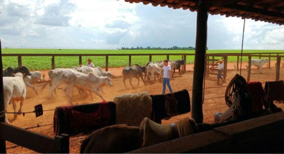 Fazenda que não cuida do bem-estar pode estar desperdiçando investimentos