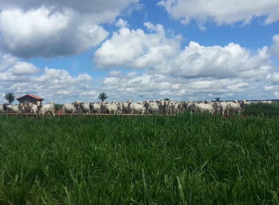 Intensificação do manejo de pastagens antecipa terminação do gado em cocho