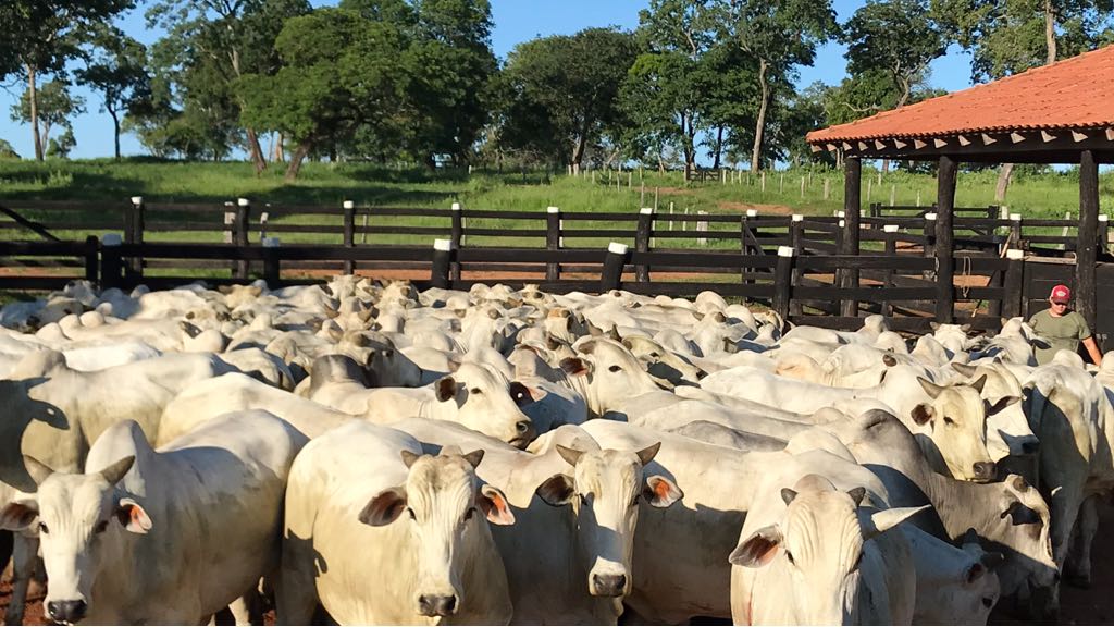 Qual a idade ideal para castrar garrotes e como cuidar do bem-estar animal?