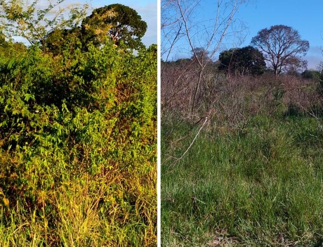 Herbicida mostra resultado surpreendente no controle foliar