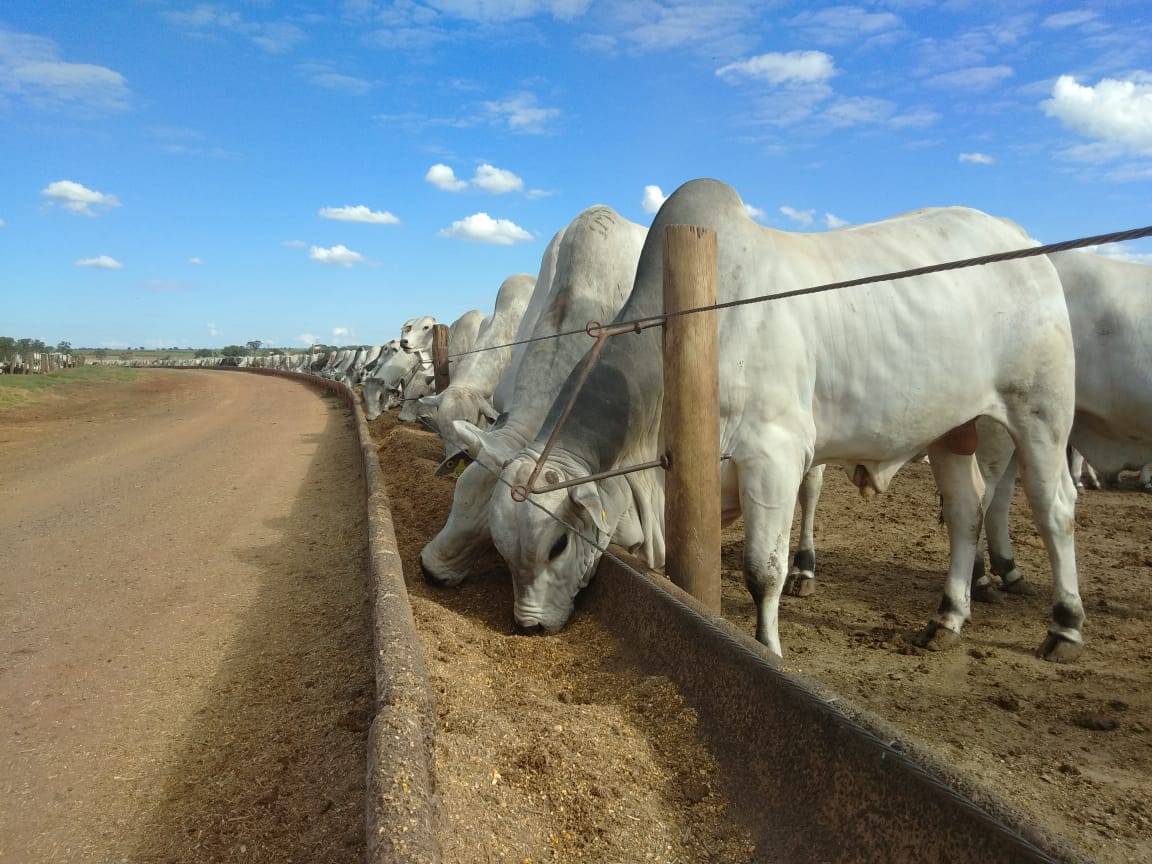 Saiba por que comprar boi magro agora e engordar em boitel será um ótimo negócio no Pará