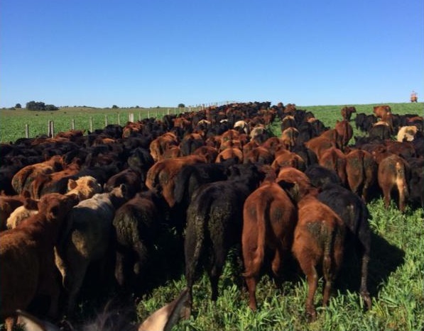 Pecuarista gaúcho deve aproveitar inverno para fazer controle estratégico de carrapatos