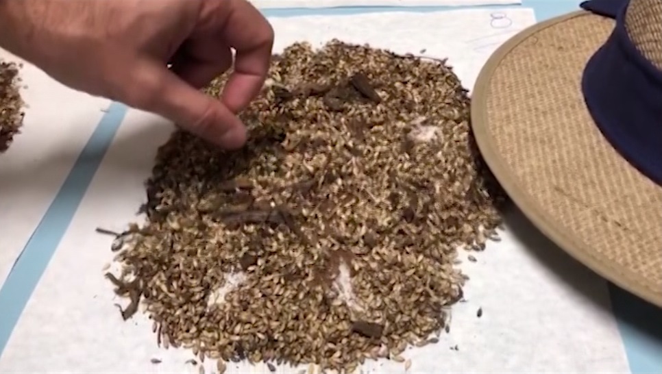 Sementes de pastagens com muitas impurezas. Foto: Divulgação