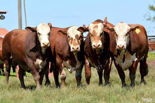 Gado Hereford. Foto: Divulgação