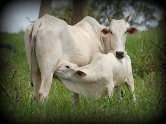Vaca que sofreu estresse não transmite suas qualidades para a cria