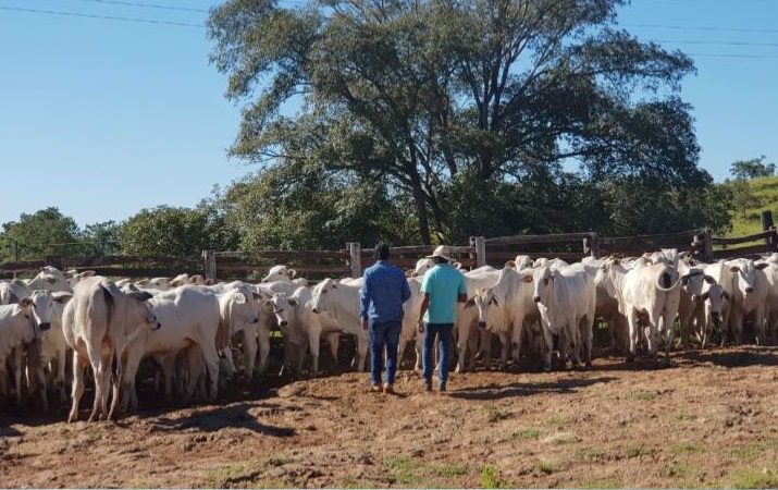 Produtores rurais na área de curral da fazenda. Foto: Divulgação