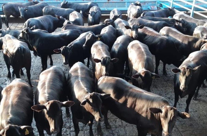 GIRO DO DIA: NOVILHAS CONFINADAS DE LINS