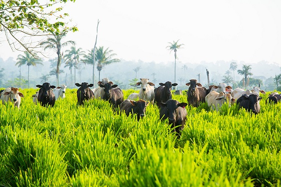 mudanças climáticas e pecuária sustentável