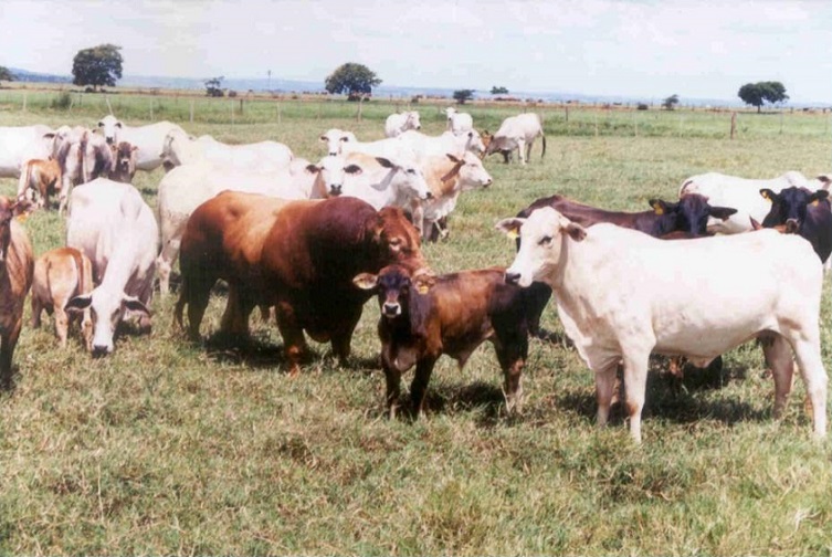 Cruzamento de Limousin com Nelore. Foto: Divulgação