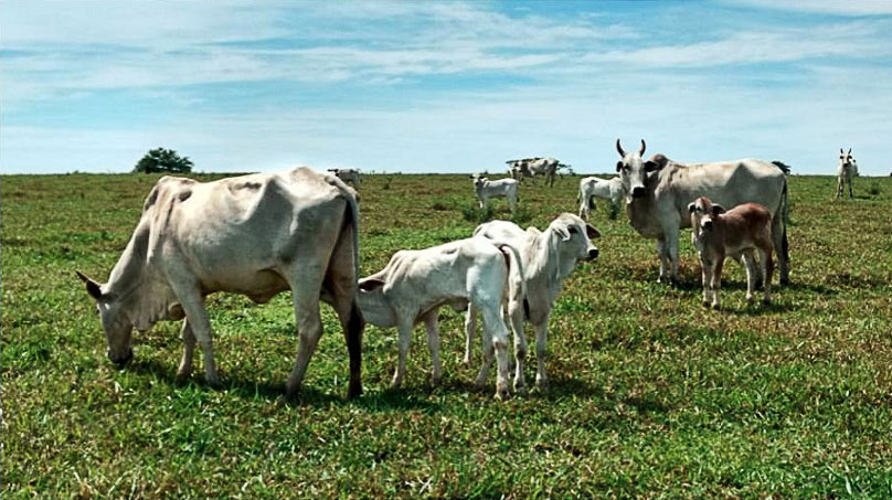 Produtividade da estação de monta pode diminuir com incidência da BVD Produtividade da estação de monta pode diminuir com incidência da BVD