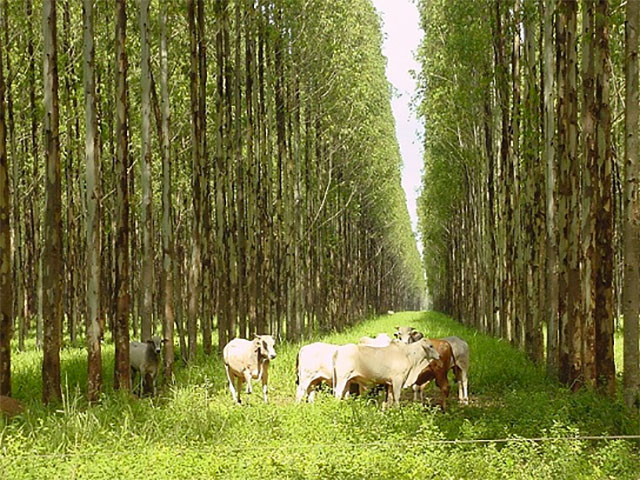 Especialista dá dicas para implantação de ILPF e como cuidar das plantas daninhas no sistema