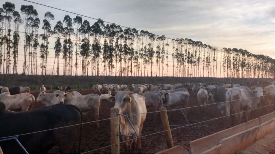 Modalidade de negócio de boitel em SP ajuda pecuarista a vedar pasto neste início de safra Modalidade de negócio de boitel em SP ajuda pecuarista a vedar pasto neste início de safra