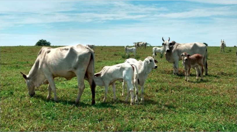 Bovinos em área de pasto. Foto: Divulgação
