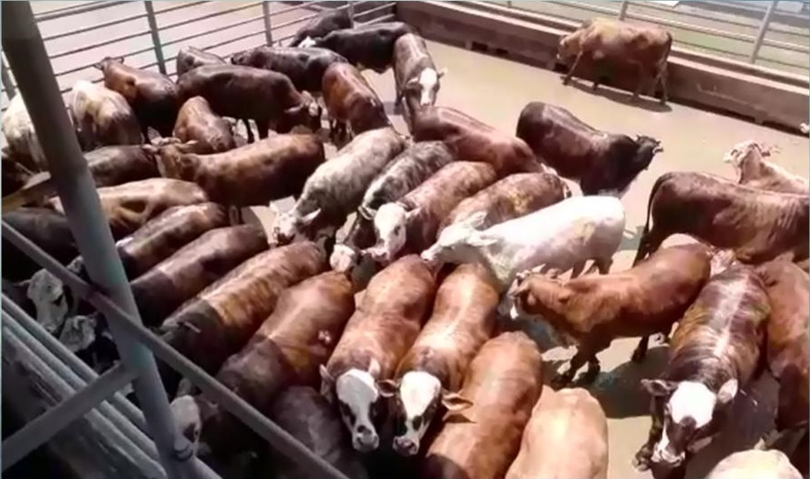 Intensificação da engorda eleva qualidade dos animais abatidos em Rondônia e Acre