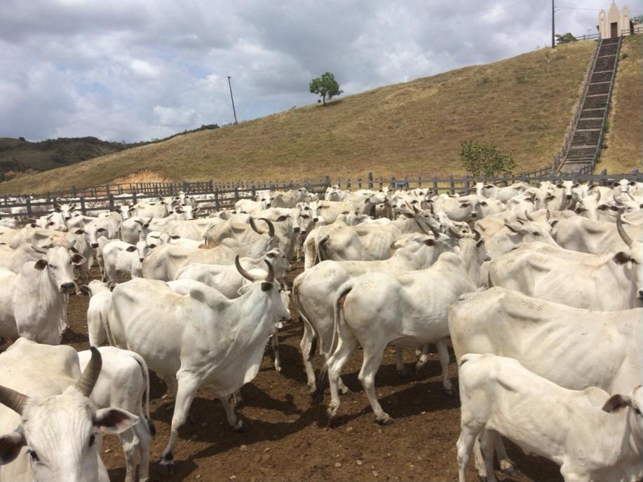 Taxa de prenhez em fazenda de Alagoas cresce 22,6% após controle da diarreia viral bovina