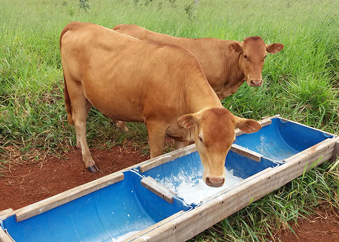É uma boa opção suplementar vacas de cria e os bezerros com proteinado?