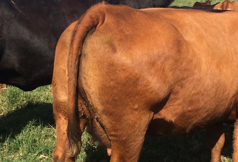Calor e chuvas no RS ligam alerta de pecuaristas para carrapatos e verminoses